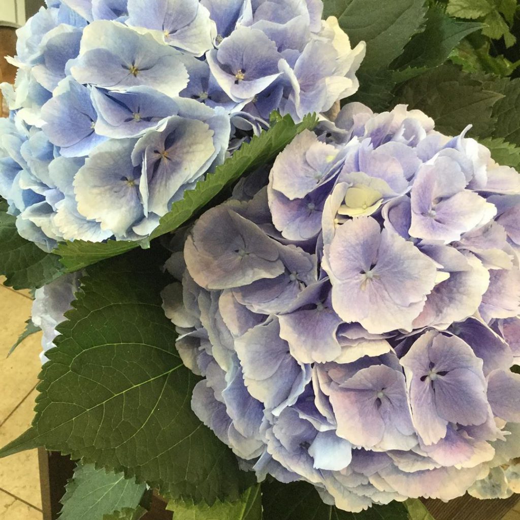 紫陽花（アジサイ）