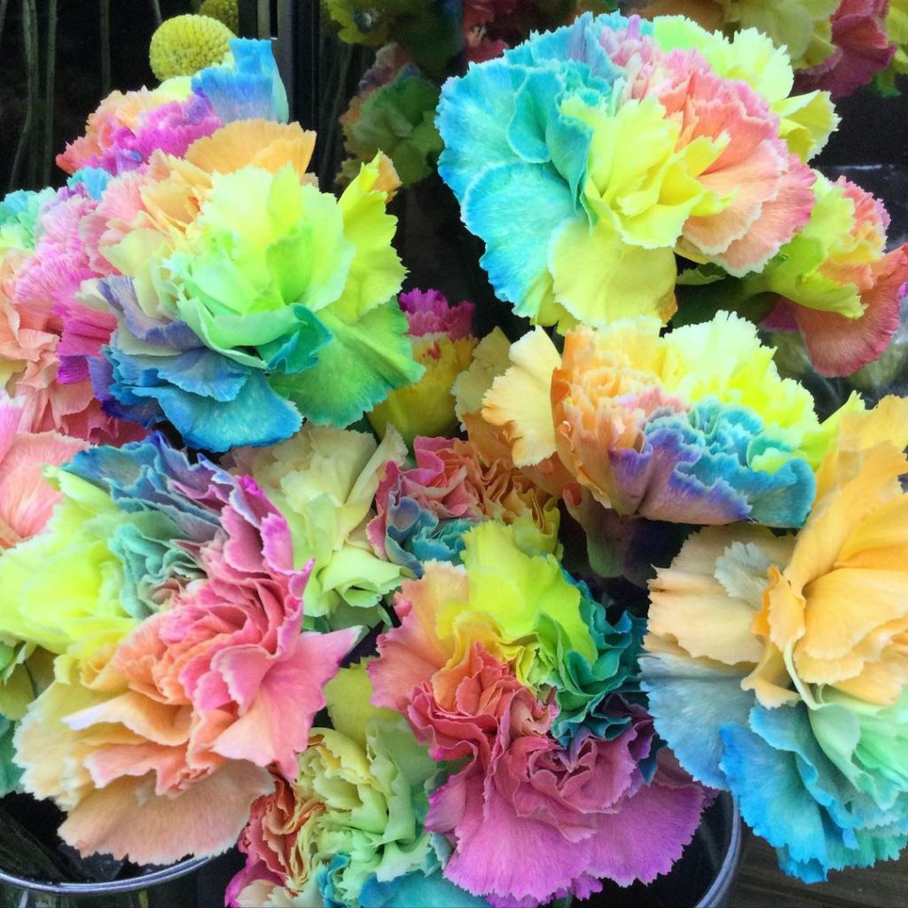 カーネーション