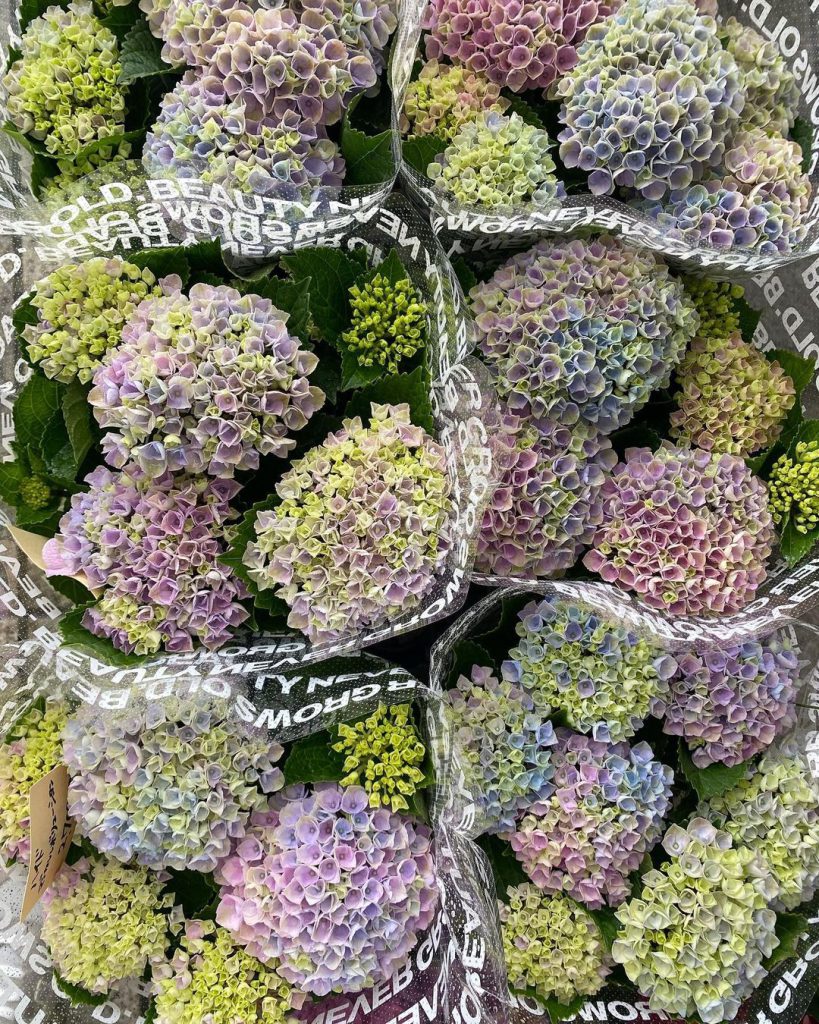 ハイドランジア